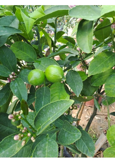 4 Taş Tam Bodur Tijli Yediveren Limon Fidanı