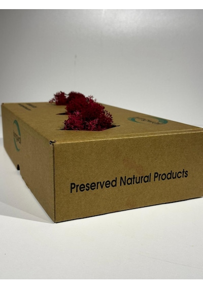 Reindermoss Şoklanmış Norveç Yosunu Terarium Yosunu Fushia 500 Gr.