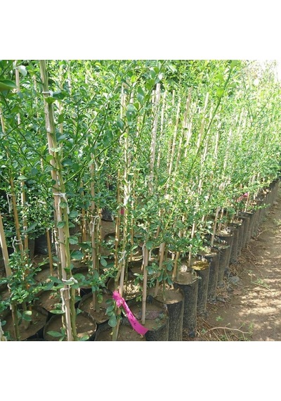 5 Yaş Aşılı Finger Lime Mıa Rose. Torbada