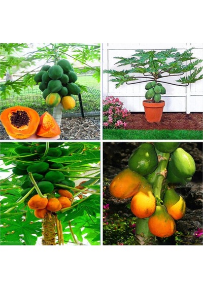 Bodur Saksılık Papaya Ağacı Tohumu 3 Adet Tohum