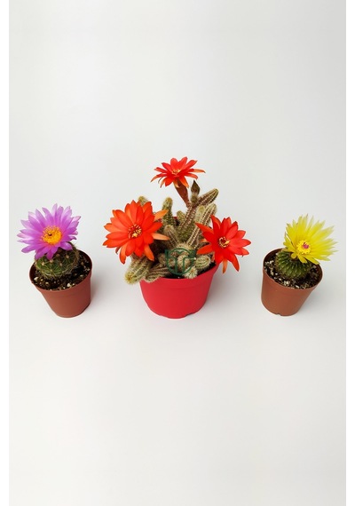 3'lü Çiçekli Kaktüs Set Natocactus Ubelmanianus, EchinopsisChamaecereus, Parodia Buiningii