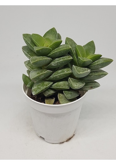 Crassula Springtime Katmer Çiçekli Sukulent 5.5cm Saksıda