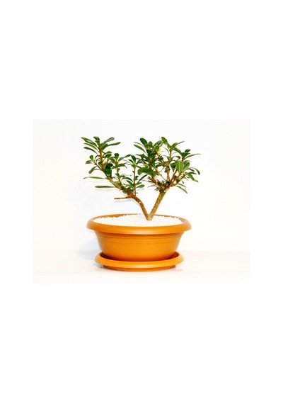 Bonsai Pitosporum Yıldız Çalısı - 7 Yaşında Kiremit Saksı