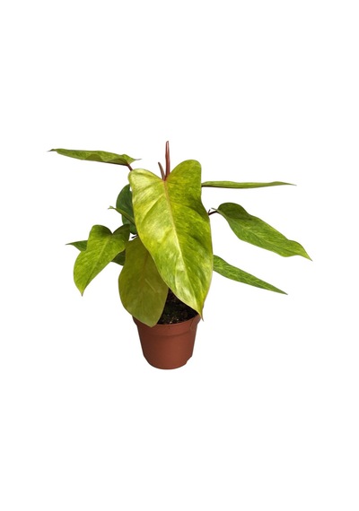 Philodendron 'painted Lady'