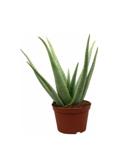 Aloe Vera Bitkisi Fidanı 10-20 Cm
