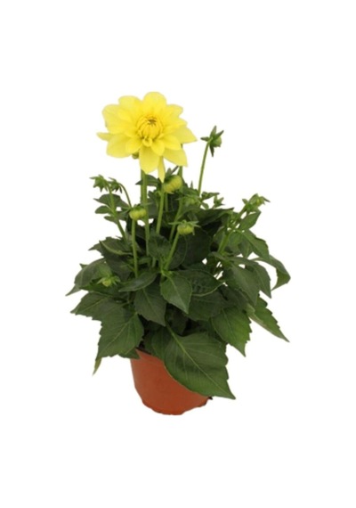 Sarı Yıldız Çiçeği Dalya Bitkisi 1 Adet Saksılı/ Tüplü 20-40cm Bahçe Bitkisi Dahlia