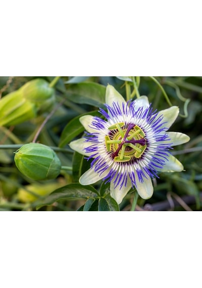 Passiflora Çiçeği Tohumu 5+ Tohum Çarkıfelek Çiçeği Tohumları Saksı Ve Bahçe Yetiştiriciliğine Uygu Diğer