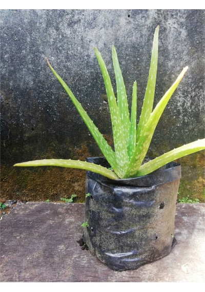 Videolu Aloe Vera 30 50 Cm 1 Adet Saksılı/ Tüplü Iç/ Dış Mekan Bitkisi Aloe Ferox Mill Alovera