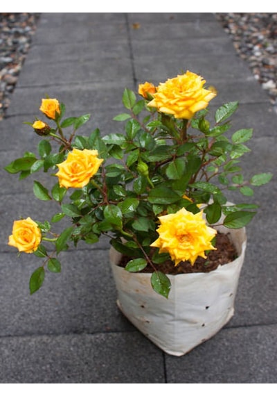 Videolu Sarı Kokulu Gül Fidanı 50-70 Cm 5 Adet Saksılı Bahçe Gülü Yellow Roses