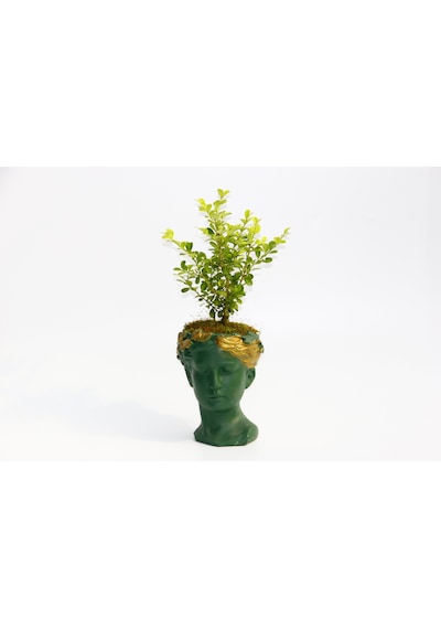 BONSAİ HELEN BUXUS - HEDİYELİK YEŞİL RENK