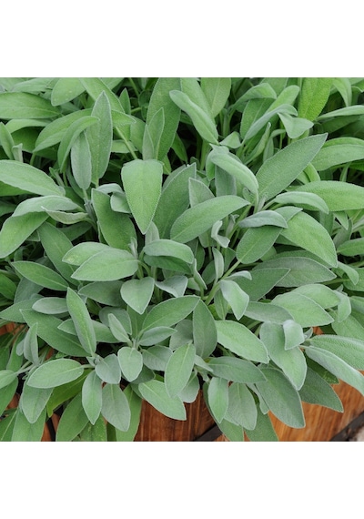 Adaçayı Salvia Officinalis Adaçayı 5 Adet