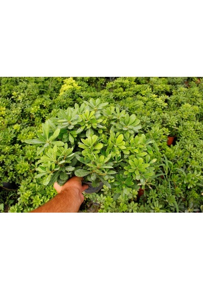 Pitosporum 3 Adet Paket - Yer Örtücü Dış Mekan Bitkisi
