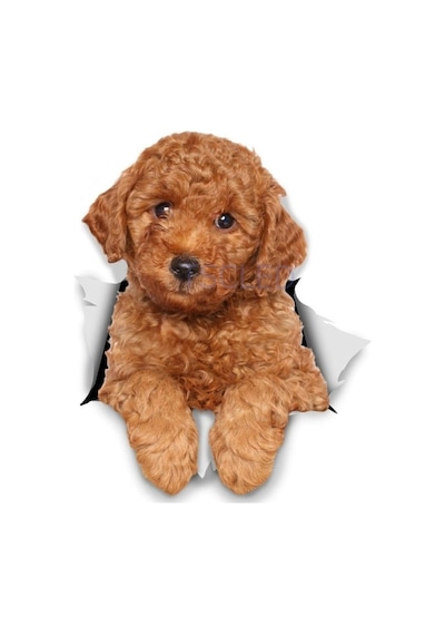 Araba Leptop Köpek Çıkartmaları Sticker Yapıştırma