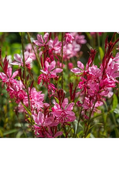 Gaura Çalı Bitkisi