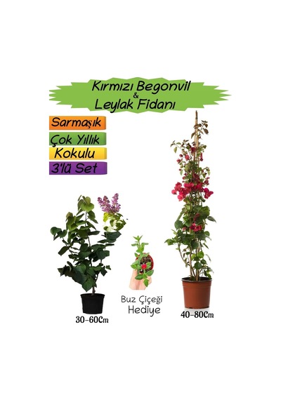 Kırmızı Renk Begonvil+kokulu Mor Leylak Fidanı+buz Çiçeği 3'lü Peyzaj Seti
