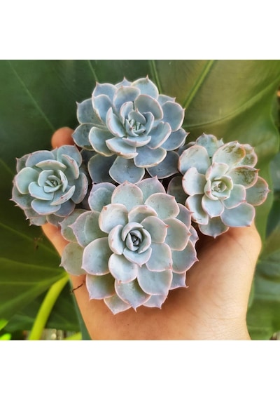 Echeveria Morning Beauty - 20 Adet Sukulent