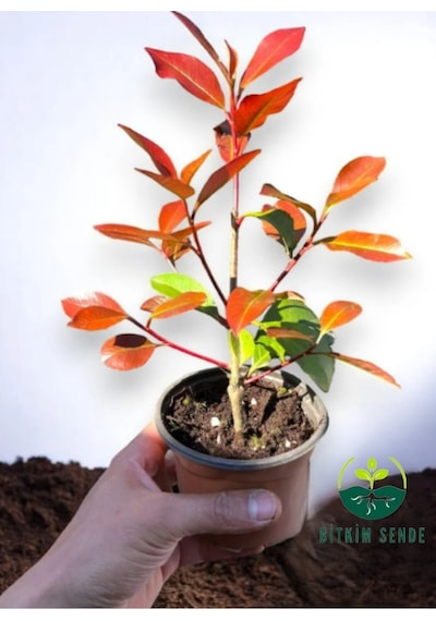 Alev Ağacı Çit Bitkisi Alev Çiçeği Fidanı Photinia Red Robin 20-30 Cm