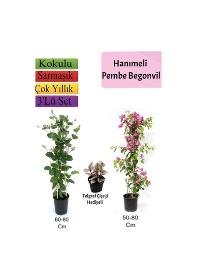 Hanımeli+ Pembe Begonvil+ Telgraf Çiçeği