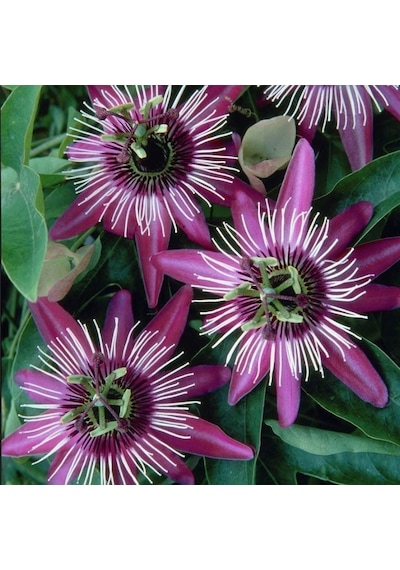 Tüplü Soğuklara Dayanıklı Pembe Çiçekli Passiflora Victoria Çiçeği Fidanı
