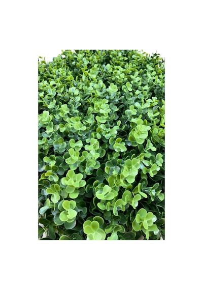 Cihan Çiçekçilik Yapay Okaliptus Dolgun Bitki Duvar Kaplama 50x50 Cm Yeşil Beyaz- Yeşil