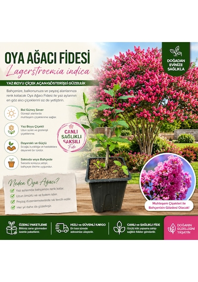 Oya Ağacı Fidesi Lagerstroemia Indica Saksılı Canlı Fide 25-40 Cm Yaz Boyu Çiçekli 1