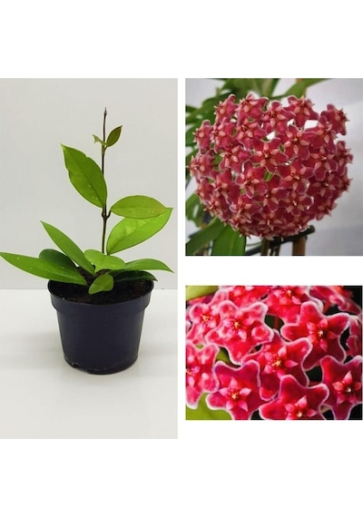 Nura Botanik Mum Çiçeği Fidesi Hoya Carnosa Mis Kokulu Kırmızı 9cm Saksıda Mum Hoya Çiçeği