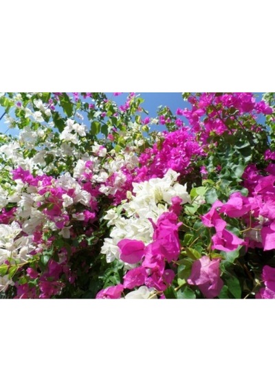 Serada Decor Plant Çift Renk Pembe Beyaz Begonvil Çiçeği Fidanı 60 Cm Saksılı