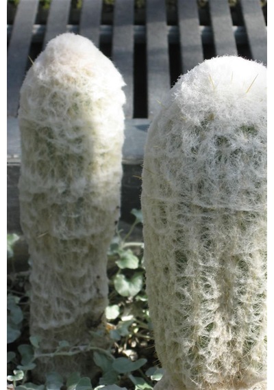 Kaktüs Espostoa Lanata