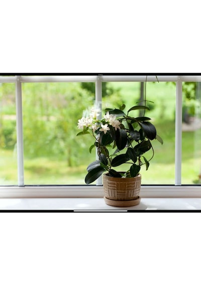 Arap Yasemini Bol Kokulu 30-32 Cm Boy, Saksılı