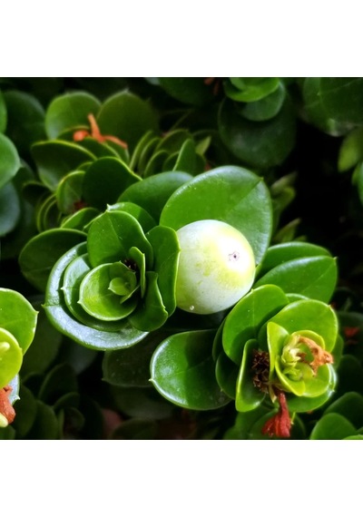 Natal Eriği Fidanı Nadir Egzotik Kırmızı Meyveli Tropikal Çalı Carissa Macrocarpa