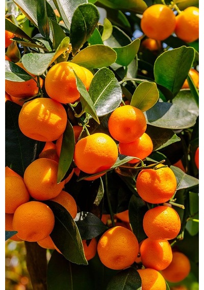 Mandalina Ağacı Fidanı