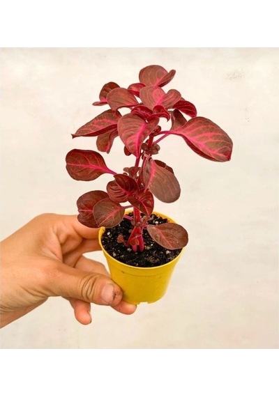 Çingene Şalvarı Çiçeği Fidanı 10-20 Cm