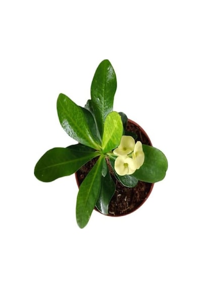 Sarı Çiçekli Milli Dikenler Tacı Mini Saksıda 1 Adet 5-10 Cm Iç/dış Mekan Bitki Euphorbia