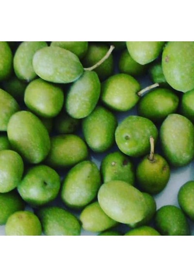 Tüplü Sarı Ulak Zeytin Fidanı