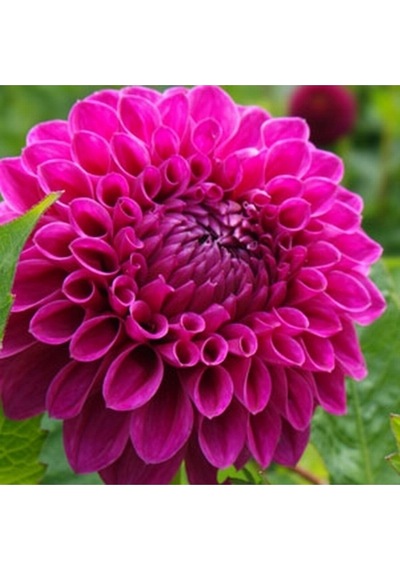 10 Adet Bordo Beyaz Renk Dahlia Yıldız Çiçeği Tohumu + 10 Adet Hediye Karışık Renk Gül Tohumu