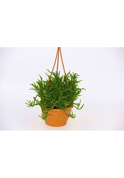 Crassula Muscosa Sukulent 5 Adet - Askılı Saksıda
