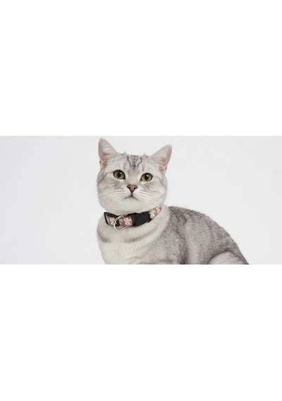 Tatucha Galaxy Harmony Kedi Boyun Tasması, Özel Koleksiyon, Kahverengi