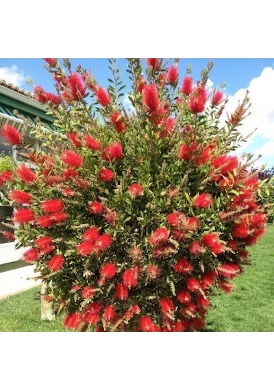 Fırça Çalısı Callistemon 10 Adet