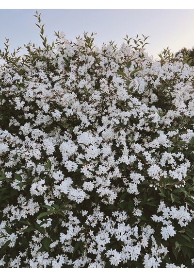 Abelya Çiçeği Fidanı Abelia Ssp. 1+2 Yaş Tüplü Bahçe Ve Çit Bitkisi