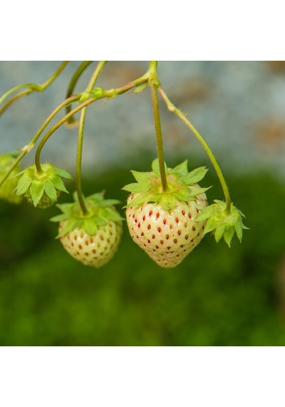 Beyaz Çilek Pineberry Fidesi 3 Adet