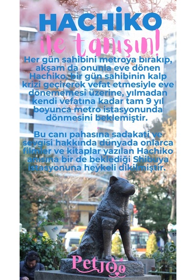 Petjoo 19.Hachiko Pembe-Mavi Qr'lı Köpek Künyesi