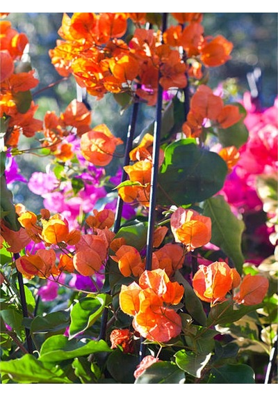 Turuncu Sarmaşık Begonvil 40 70 Cm 1 Adet Saksılı Çiçekli Bitki Bougainvillea