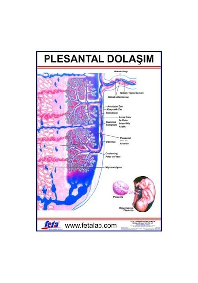 Plestal Dolaşım Levhası