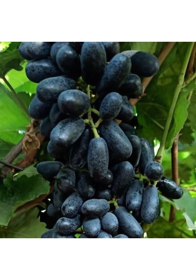 Nadir Bitki Tüplü Kokulu Yüksek Aromalı Sofralık Siyah Keçi Memesi Üzüm Fidanı