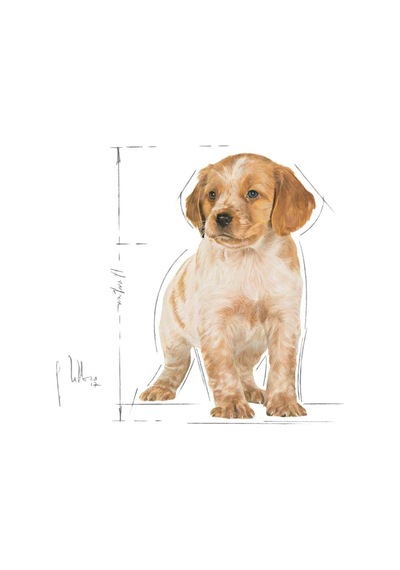 Tr Medium Puppy Köpek Maması, 15 Kg