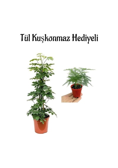 Sevgililer Gününe Özel Parlak Yapraklı Yeşil Şeflera Bitkisi Tül Kuşkonmaz Hediyeli
