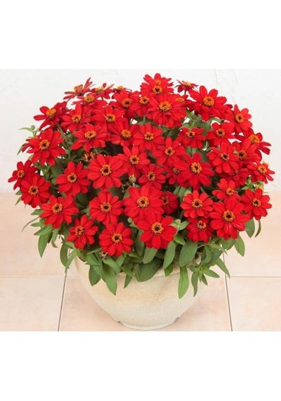 Zinnia Çiçeği Tohumu Mini Çiçekli, Kirli Hanım Kırmızı Renkli - 5 Tohum