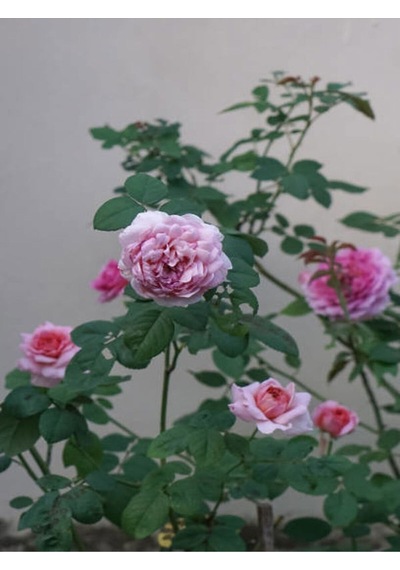 Yediveren Pembe Renkli 30 50 Cm 3 Adet Tüplü Aşılı Gül Fidanı Pink Rose