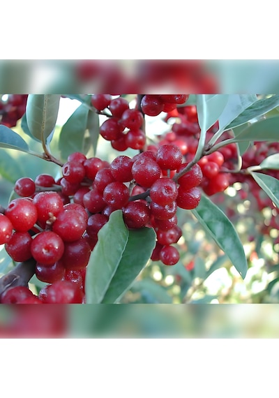 Güz Zeytini Eleagnus Umbellata Fidanı 150 -180 Cm Boyunda Me...
