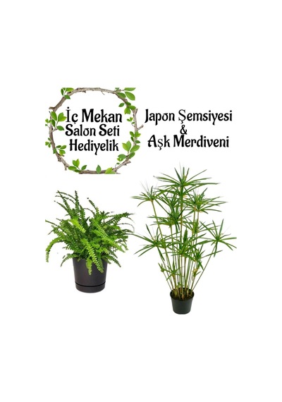 Japon Şemsiyesi 40-60 Cm 1 Adet Saksılı+aşk Merdiveni Çiçeği 15-25cm 1 Adet Saksılı